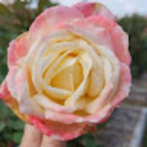 Meet your Posher, Lyn